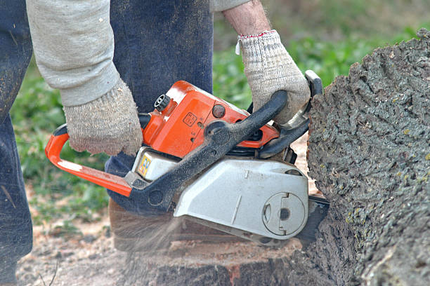 Best Stump Grinding and Removal  in Saratoga, WY